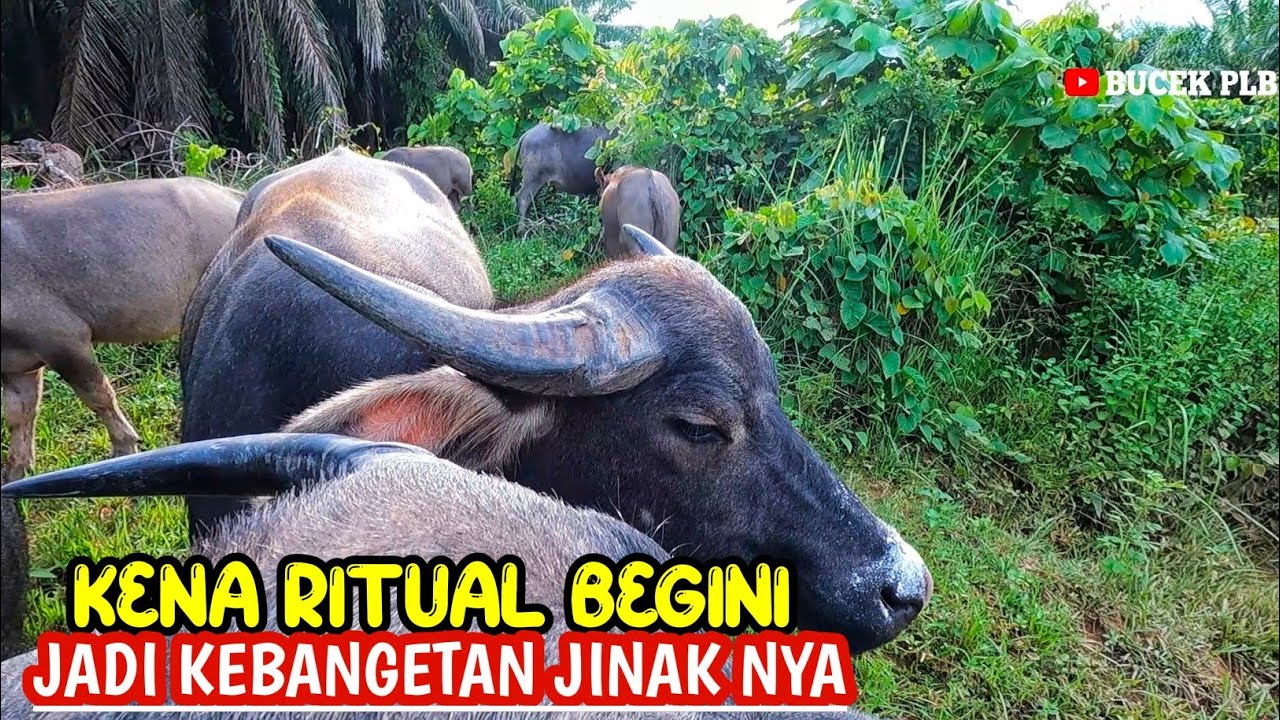 KERBAU KERBAU INI DULUNYA SANGAT LIAR - begini cara kami menjinakan