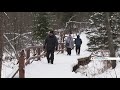 ​На территории нацпарка «Красноярские Столбы» начала восстанавливаться популяция волков