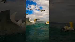 Download Lagu keindahan alam memang tak ada habisnyaLaut memiliki daya membuat setiap orang kagum akan suasananya. MP3