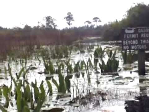 video phone beyonce mp3 Spring Trip 2009