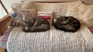 Two Furry Maine Coon Brothers Sleeping by Maine Coon Central 688 views 5 months ago 9 seconds