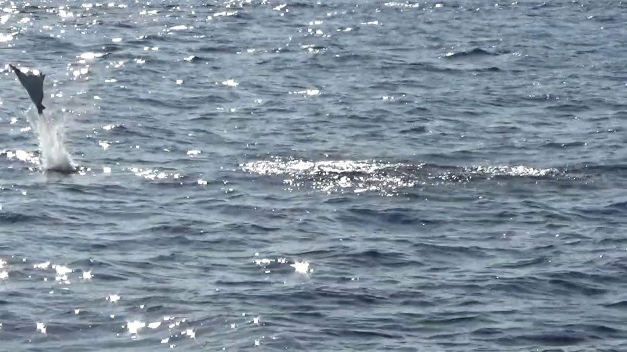 Manta Rays Costa Rica Feb 2018 - YouTube