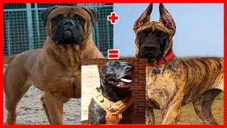 8 MONSTROUS BULLMASTIFF MIXES YOU SHOULD KNOW