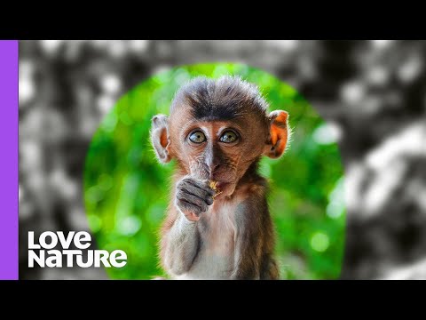 فيديو: كيف ترى القردة