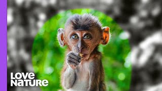 How Monkeys See The World?