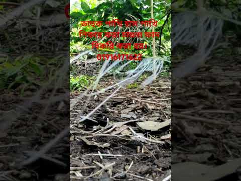 #animaltrap #birds #birdcontrol how to make waterhen dahuk bird trap hunting