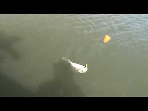 Bomber "Paradise Popper X-treme" popper-rakendus video