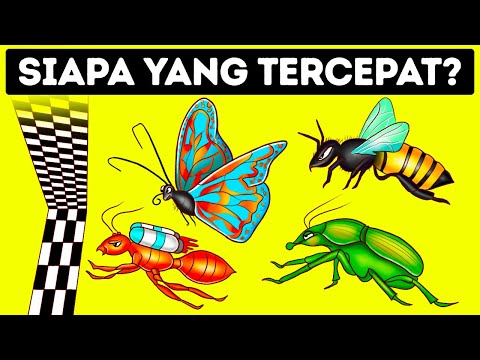 Video: Serangga tercepat di dunia