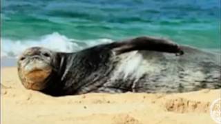 Protecting Moʻomomi Beach: A Young Voice for Molokaʻi's Coast