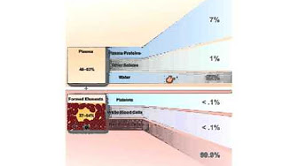 Anatomy and Physiology 2 - YouTube