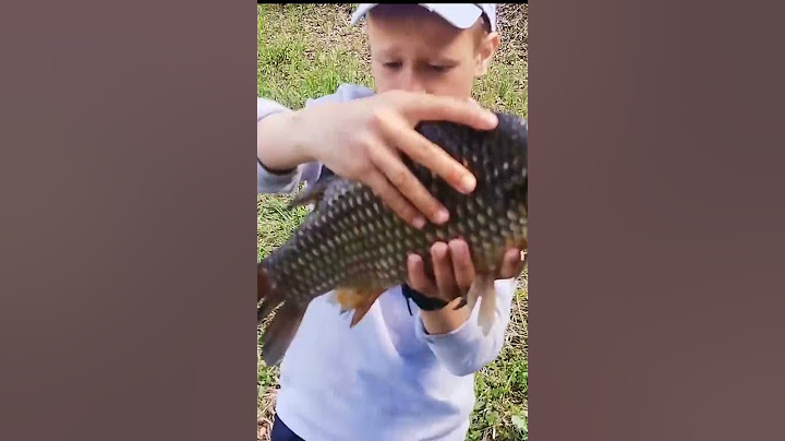 Нашли чужую сеть с карасями. 😔 Оживляем карасей! Надеюсь, они дадут потомство? 🤔 #shorts