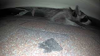 Raccoon leaving Raccoon leaving