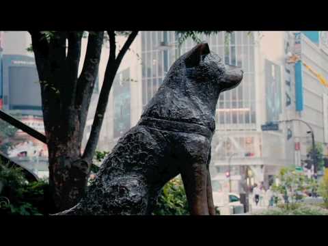 Wideo: Hachiko, Nasze Dni - Alternatywny Widok