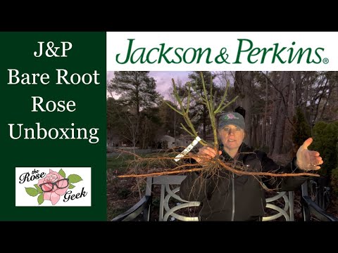 🌹 Jackson & Perkins (J&P) Bare Root Rose Unboxing