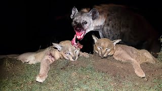 Hyena Shows The Caracal Who's The Boss