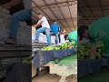 #roca #diaadia #fruitfarm #farming #fruit