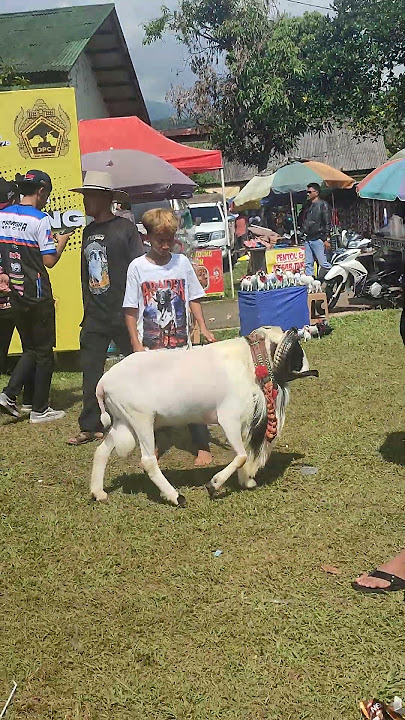 Domba Domba Mewah Muncul #domba #sheep #dombalokal
