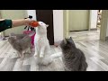 トマトを食べた後、2本足で立つ練習をする猫たち