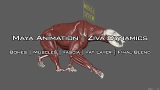 Maya Animation Ziva dynamics | Muscle System Fat Simulation