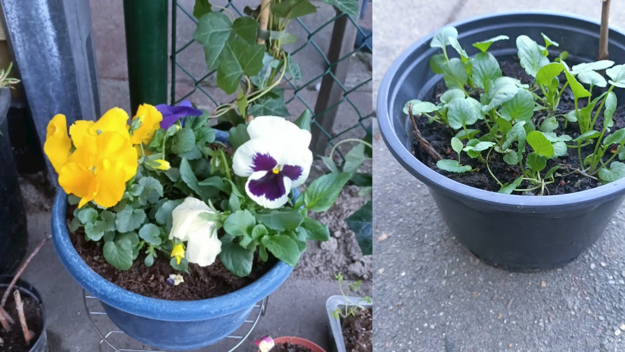 تكملة فديو البانسية أو الفيولة وكيف اصبحت