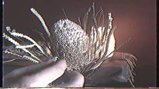 Morning Tv - Let It Lie Official Video