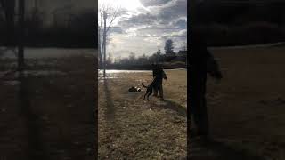 Bergen County Dog Trainer. New Jersey Dog Training. Dutch Shepherd Lion Indirect Rewards.