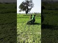 #farming #viralshorts #trending #song