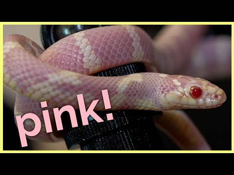 Wideo: Kingsnake Reptile Rasa Hipoalergiczna, Zdrowie I Długość życia