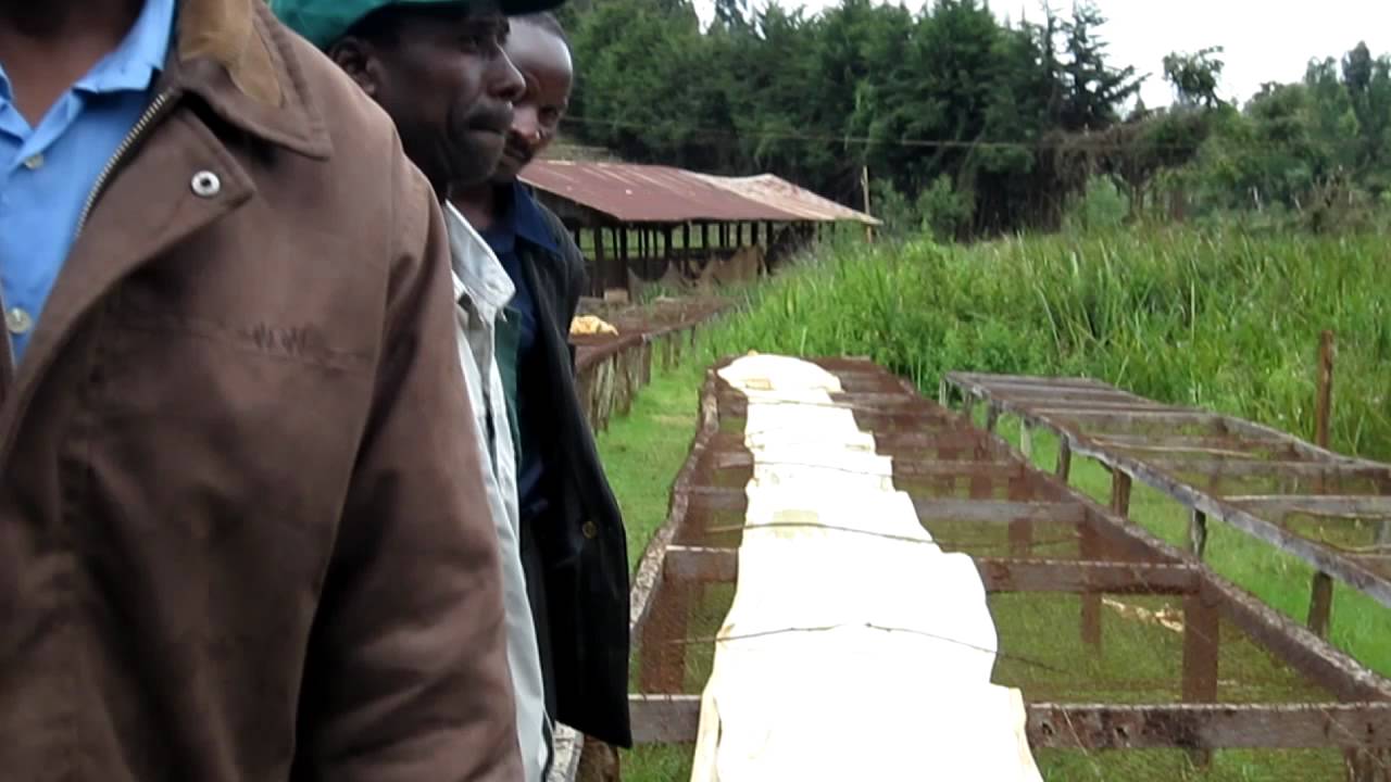 Karie (Kenya): Drying Beds