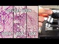 Mastering Microscope Techniques for Clear Specimen Observation