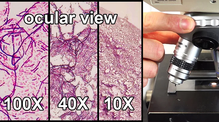 How to Focus a Microscope & How the Field of View Changes