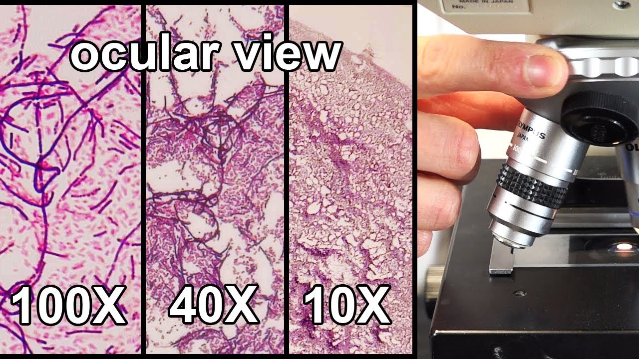 How To Focus A Microscope  How The Field Of View Changes