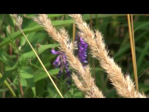 Video: Upoznajte livadsko cvijeće