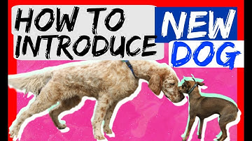How to bring a new dog to your dog at home - Dog Training with Americas Canine Educator