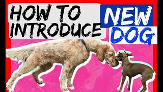 How to bring a new dog to your dog at home  Dog Training with Americas Canine Educator