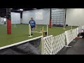 BASC ASCA Agility 9/26/2021 Ollie Novice Jumpers Q