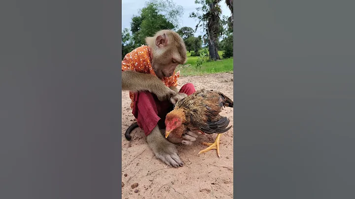 Great SokYaa Comforting Abandon Chicken Well #shorts