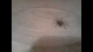 Along came a spider and BOOYAA!!