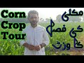 Maize Farming in Pakistan || Makai ke kashat aur dekhbal || village life with Zaki Ur Rehman Gondal