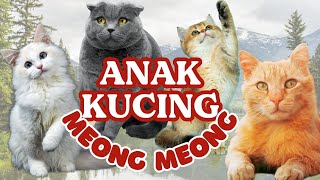 Lagu Anak Kucing Meong Meong no copyright | Lagu Anak Indonesia Populer