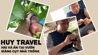 KHÁM PHÁ VƯỜN TRÁI CÂY MĂNG CỤT ĐẦU MÙA | Huy Travel |