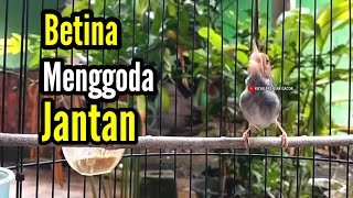 Download lagu PRENJAK BETINA Gacor Istimewa Suara Jernih Menggoda PRENJAK JANTAN Cocok Buat Masteran.