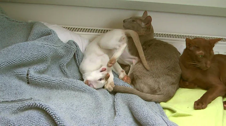 Video 281581: oriental shorthair cat playing, siamese playing