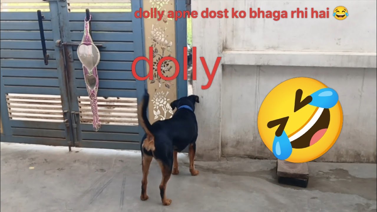 Dolly Apne dost se baat kar rhi hai 🤠🤣🐕#youtube #video #rottweiler #dog #lover 