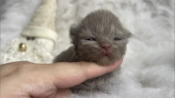 Video 6690461: cute british longhair kitten, british longhair lilac, british longhair girl, tiny british, little british