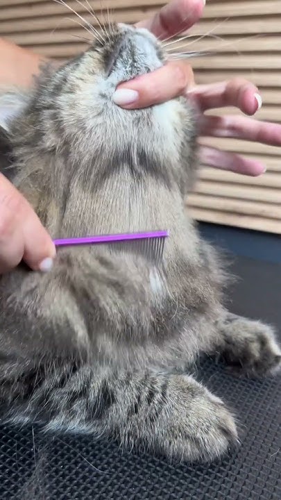 Большие колтуны у котика😳 #кот #viral #fyp #груминг #экспресслинька # ...