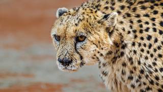 Injured Cheetah’s Journey Back to the Wild (4K Documentary)