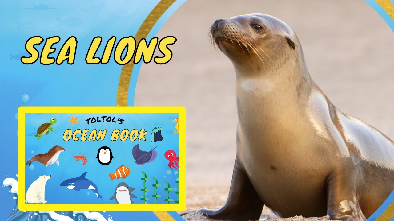 Sea Lion Facts for Kids Toltol’s Ocean Life Book Kids Encyclopedia