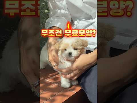 왜 미유펫은 분양가가 합리적일까요?