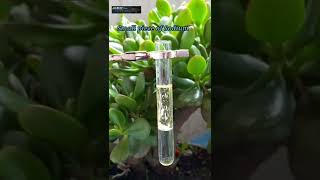 Sodium In Paraffin -Water Interface Must Watch